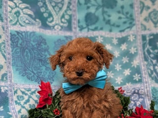 Toy Poodle dogs Tobie - Ad 20