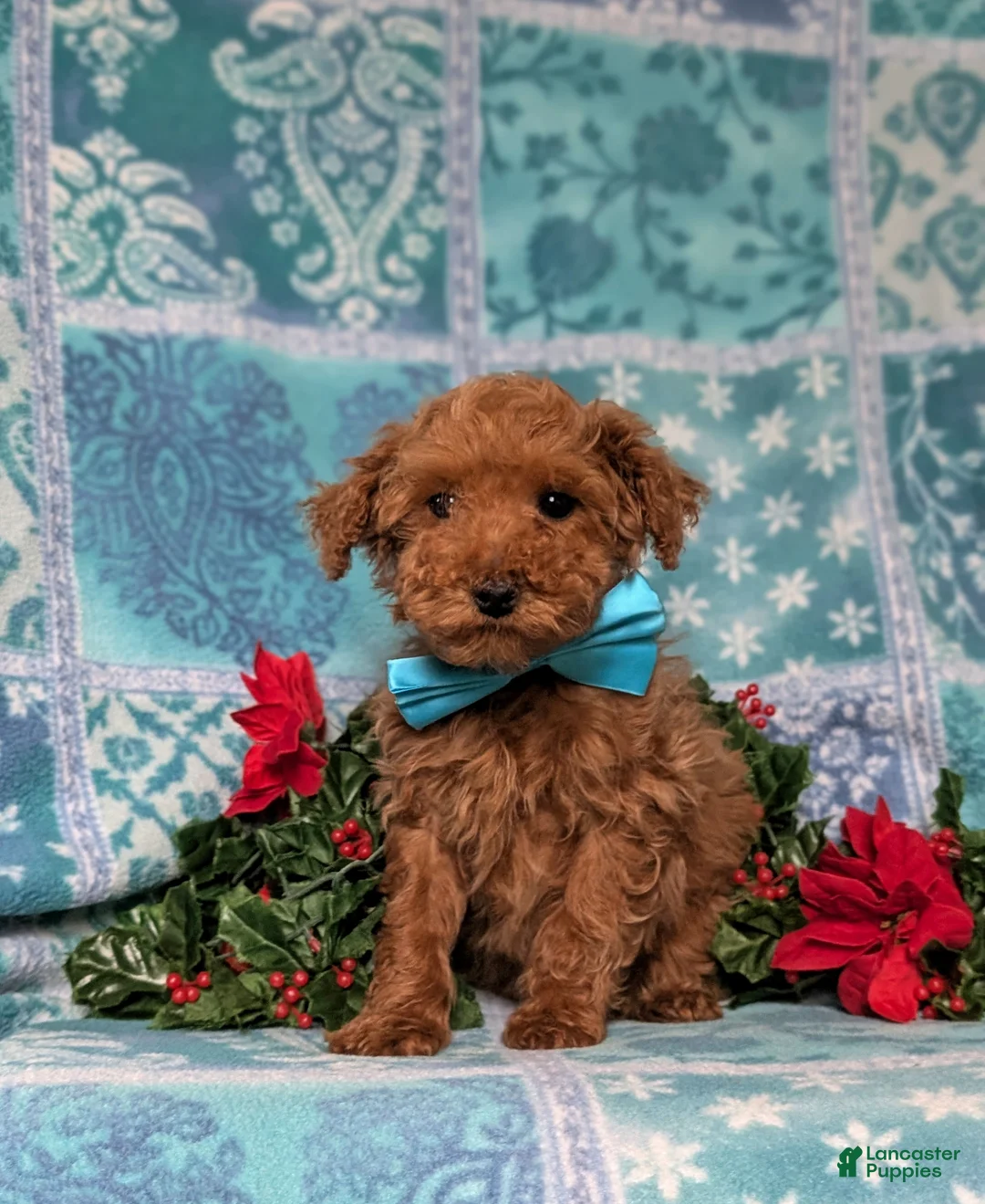Toy Poodle dogs for sale: Tobie - Ad 1