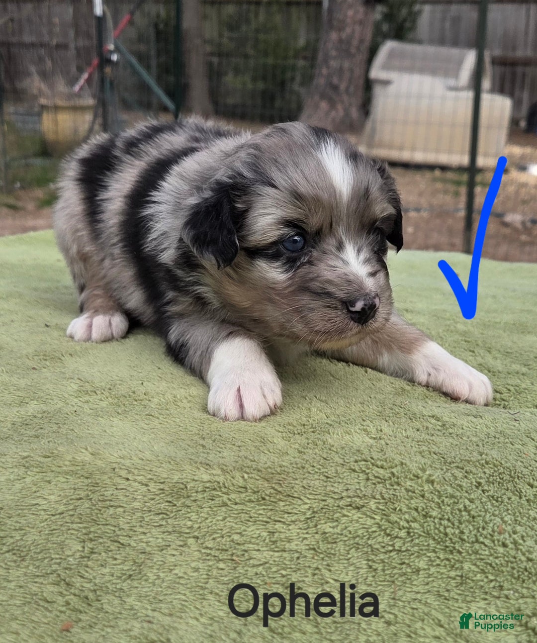 Australian Shepherd dogs for sale: Ophelia - Ad 3