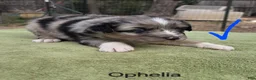 Australian Shepherd dogs for sale: Ophelia - Ad 3
