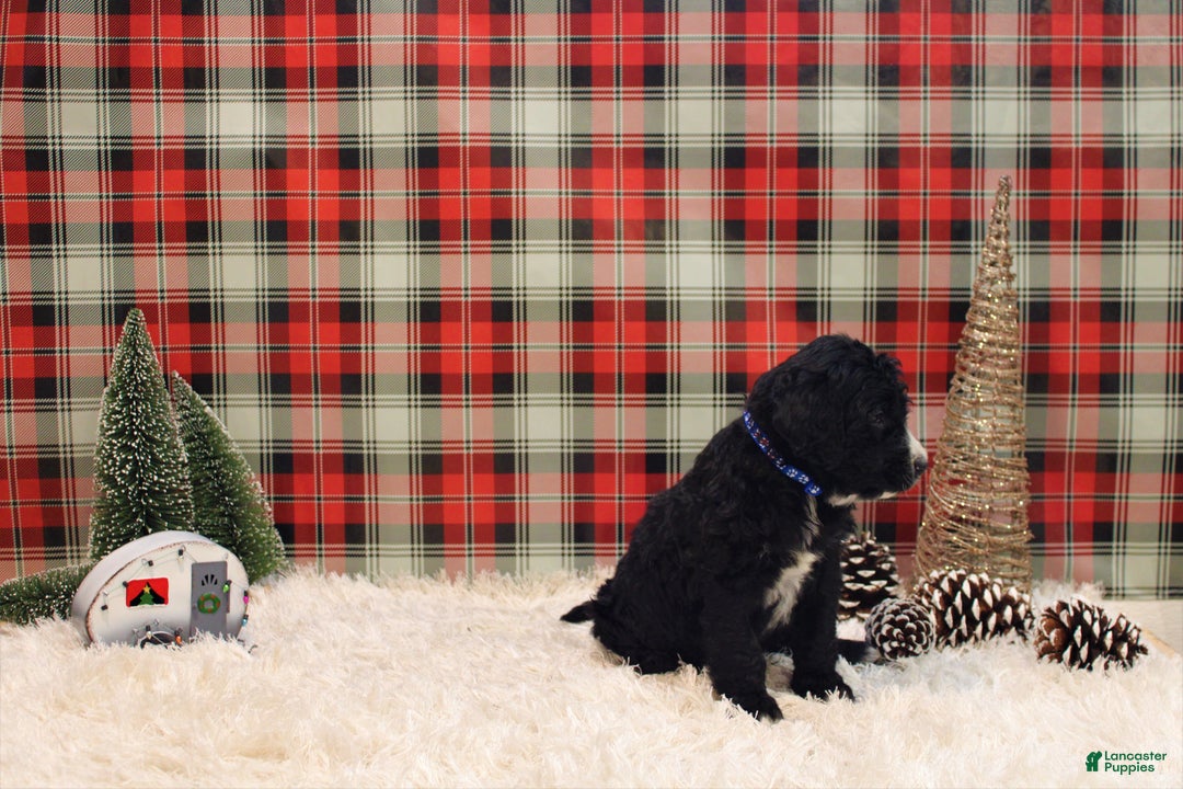 Mixed Breed dogs for sale: Ithica - Ad 8