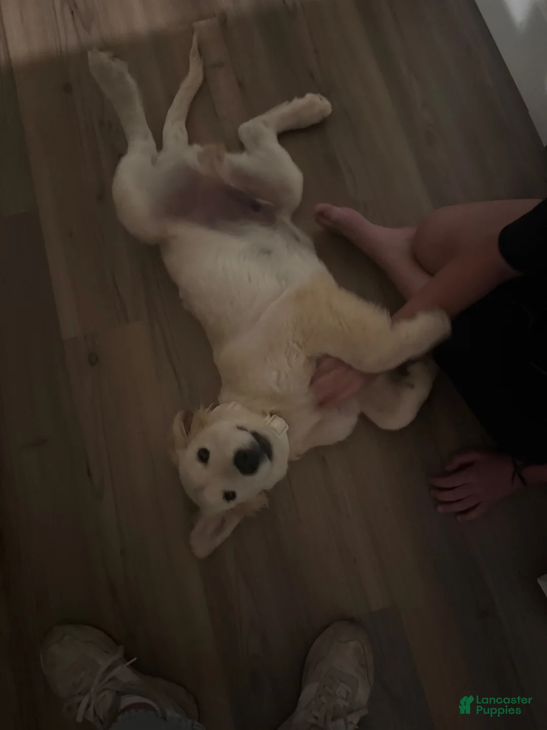 Golden Retriever dogs for sale: Golden Retriever 1 - Ad 6