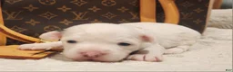 Mixed Breed dogs for sale: Spot - Ad 7