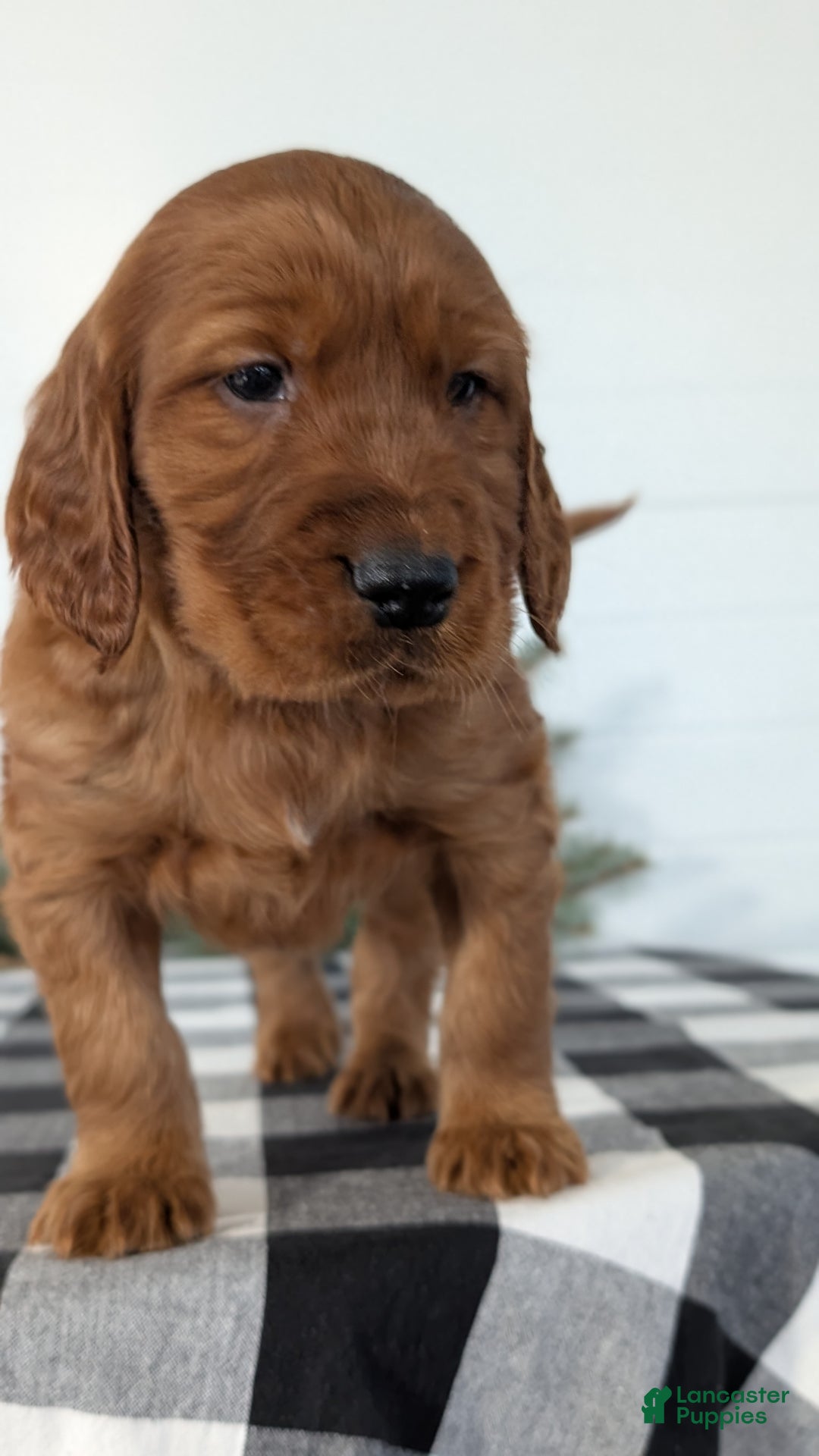 Irish Setter dogs for sale: Enzo  - Ad 3