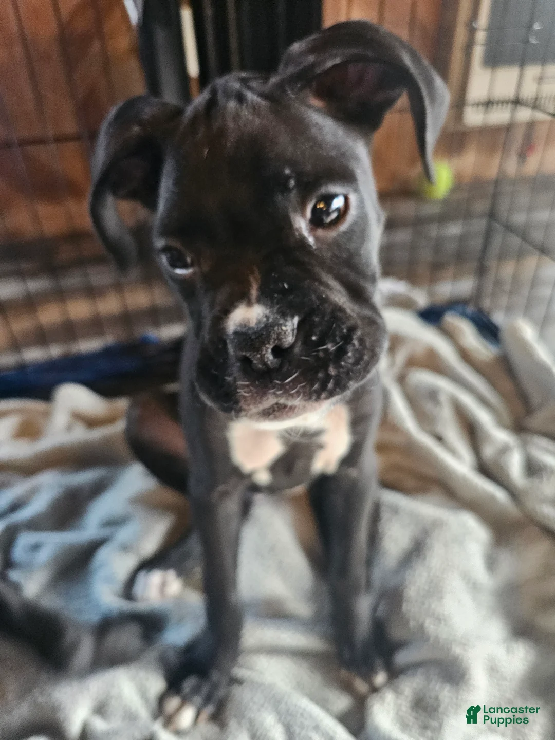 Boxer dogs for sale: Baby Boom - Ad 3