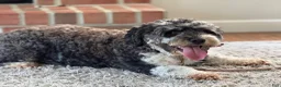 Mini Bernedoodle dogs for sale: Gracie - Ad 3