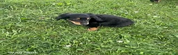 Miniature Dachshund dogs for sale: April - Ad 3