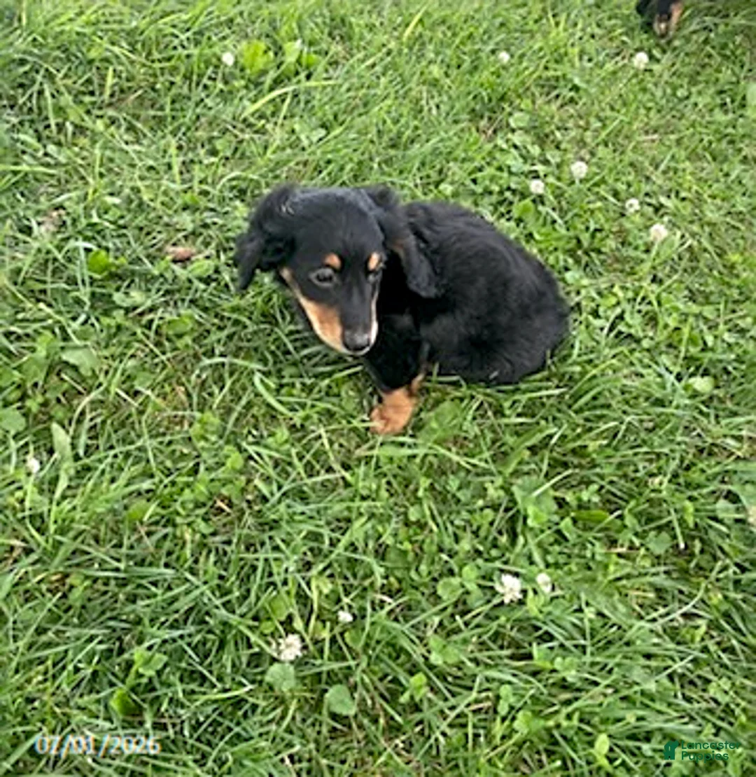 Miniature Dachshund dogs for sale: April - Ad 3