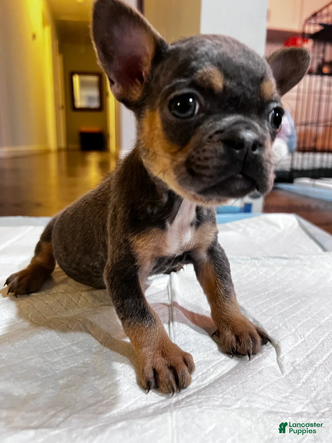 French Bulldog dogs for sale: French Bulldog Puppy 2 - Ad 6