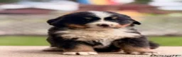 Bernese Mountain Dog dogs for sale: Bough - Ad 1