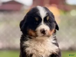 Bernese Mountain Dog dogs Bough - Ad 37