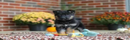 German Shepherd dogs for sale: Molly - Ad 6