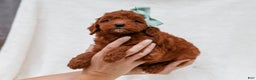 Cavapoo dogs for sale: Lance Cavapoo Pup - Ad 2