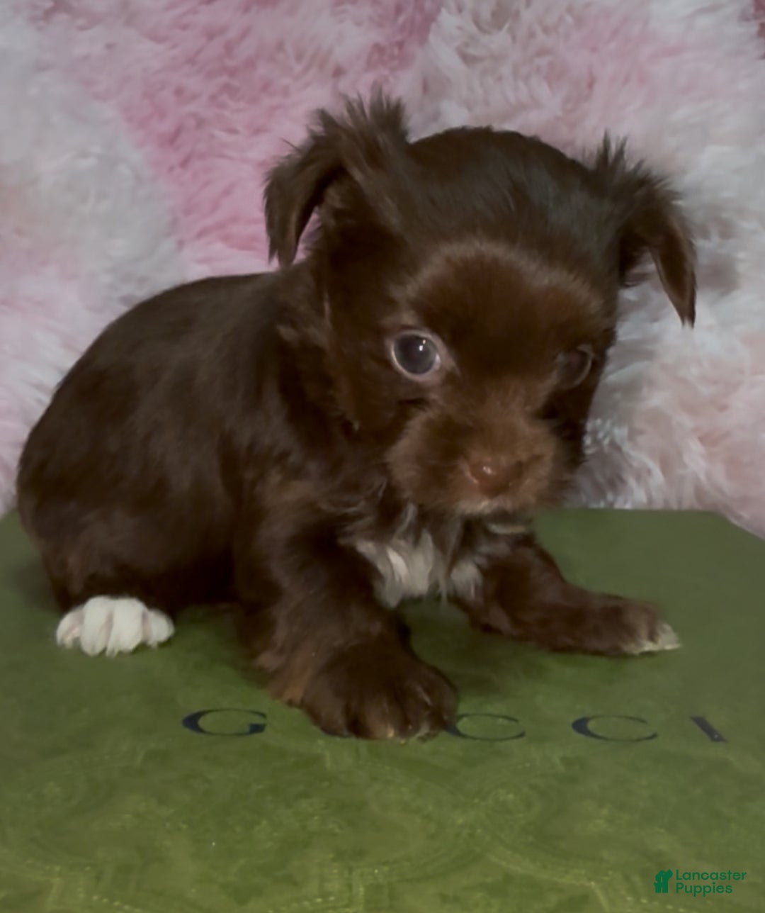 Yorkshire Terrier dogs for sale: Baby - Ad 7