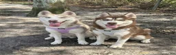 Siberian Husky dogs for sale: Siberian Husky 4 - Ad 6