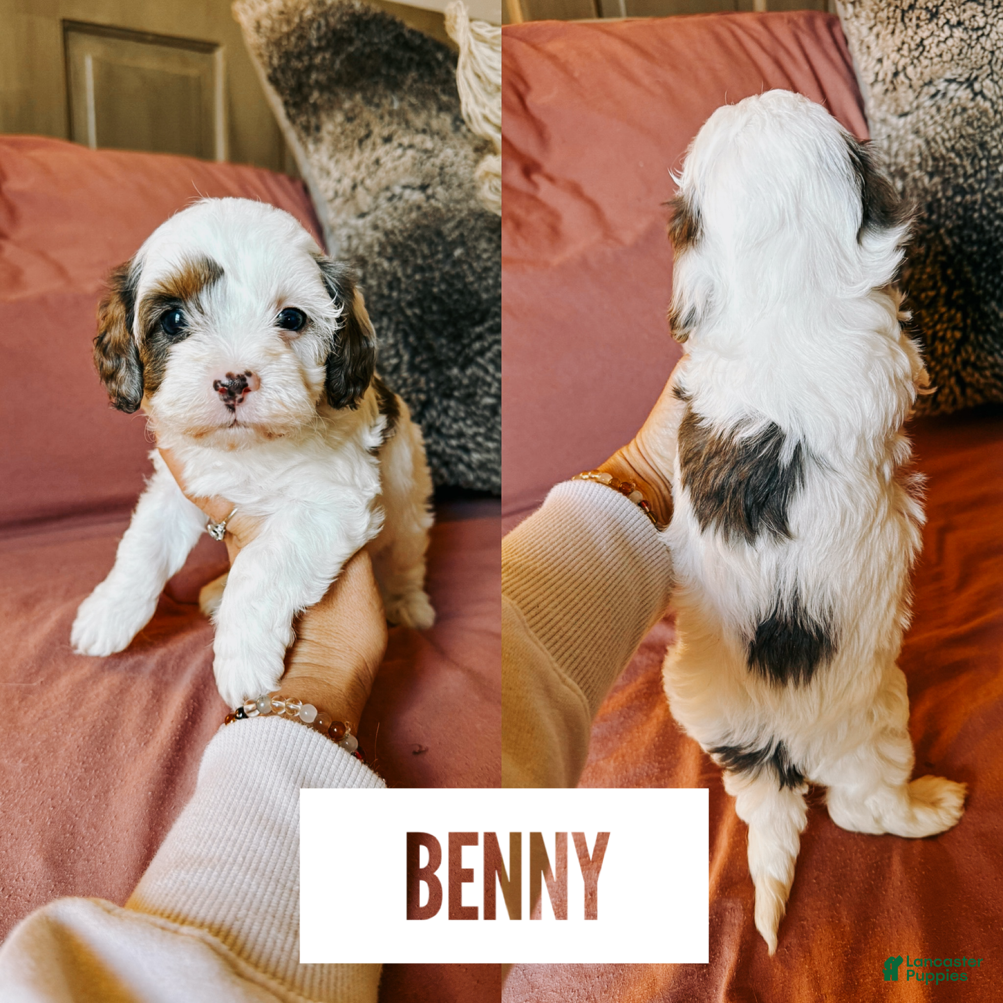Cavapoo dogs Benny - Ad 5