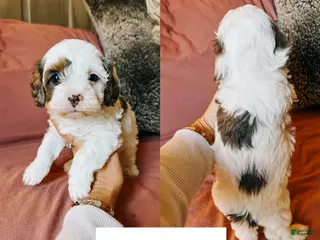 Cavapoo dogs Benny - Ad 5