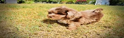 Havapoo dogs for sale: Kiwi - Ad 12