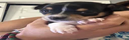 Chihuahua dogs for sale: Chihuahua 2 - Ad 4