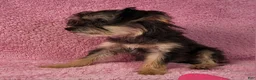 Yorkiepoo dogs for sale: Diamond Dream - Ad 6