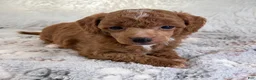 Toy Poodle dogs for sale: Xander - Ad 7