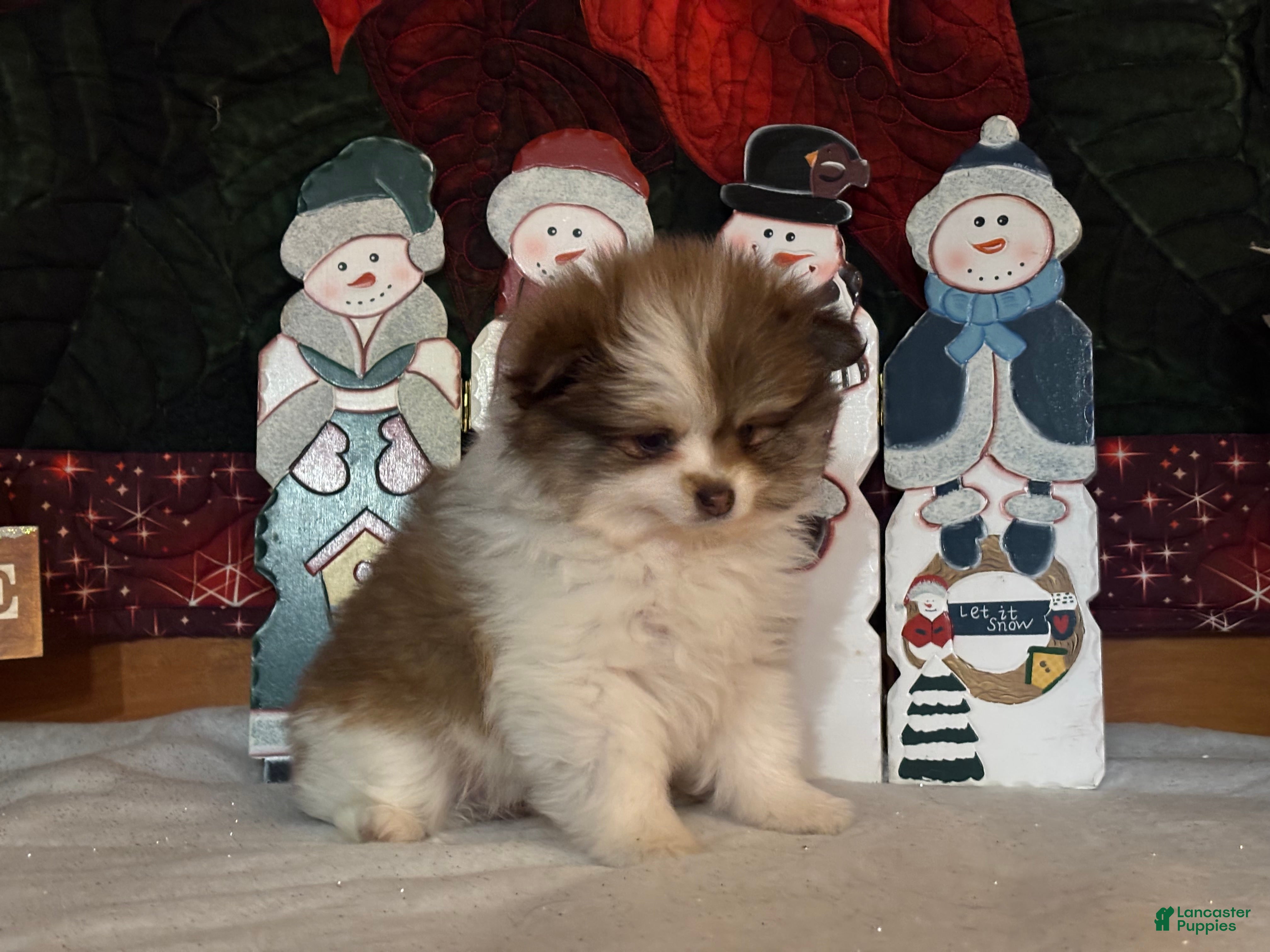 Pomeranian dogs Jenson - Ad 33