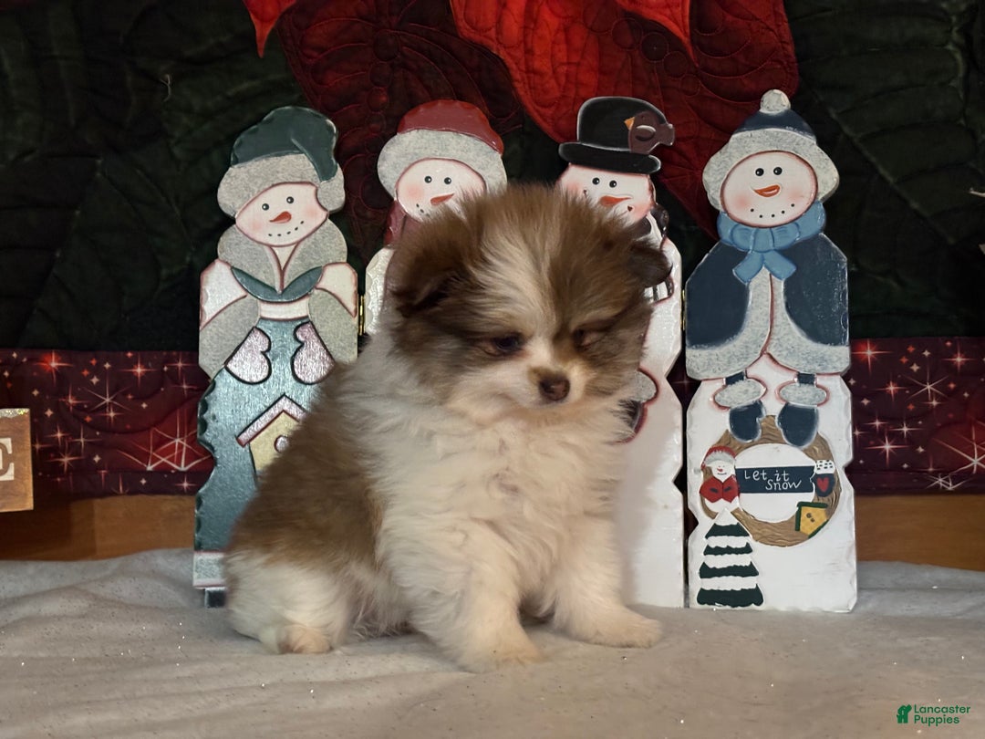 Pomeranian dogs for sale: Jenson - Ad 1