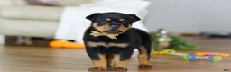 Rottweiler dogs for sale: Ace - Ad 7