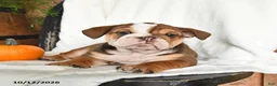 English Bulldog dogs for sale: Cherry - Ad 4