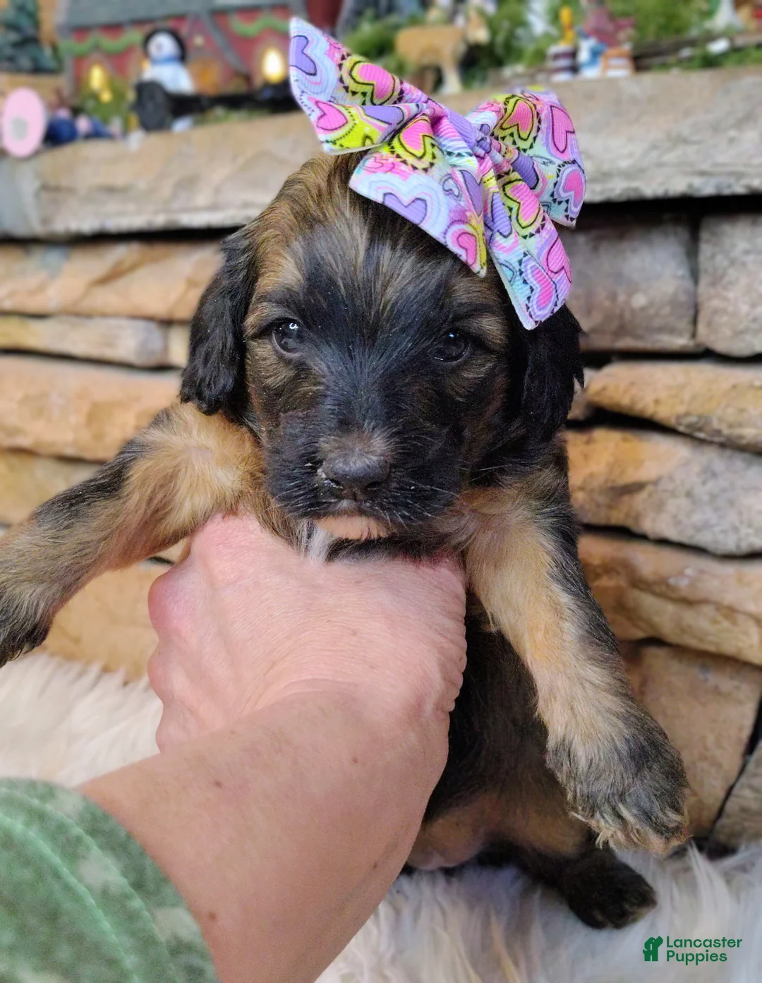 Saint Berdoodles dogs for sale: Rosie Cotton F1b Mini Saint Berdoodle - Ad 5