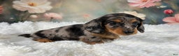 Miniature Dachshund dogs for sale: AKC-Maggie - Ad 16
