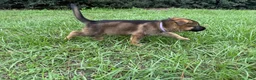 German Shepherd dogs for sale: Delilah - Ad 7