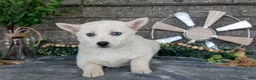 Pomsky dogs for sale: Callie - Ad 3