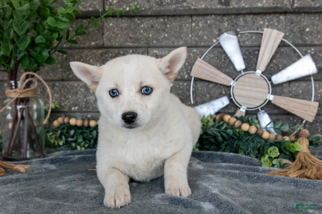 Pomsky dogs for sale: Callie - Ad 3