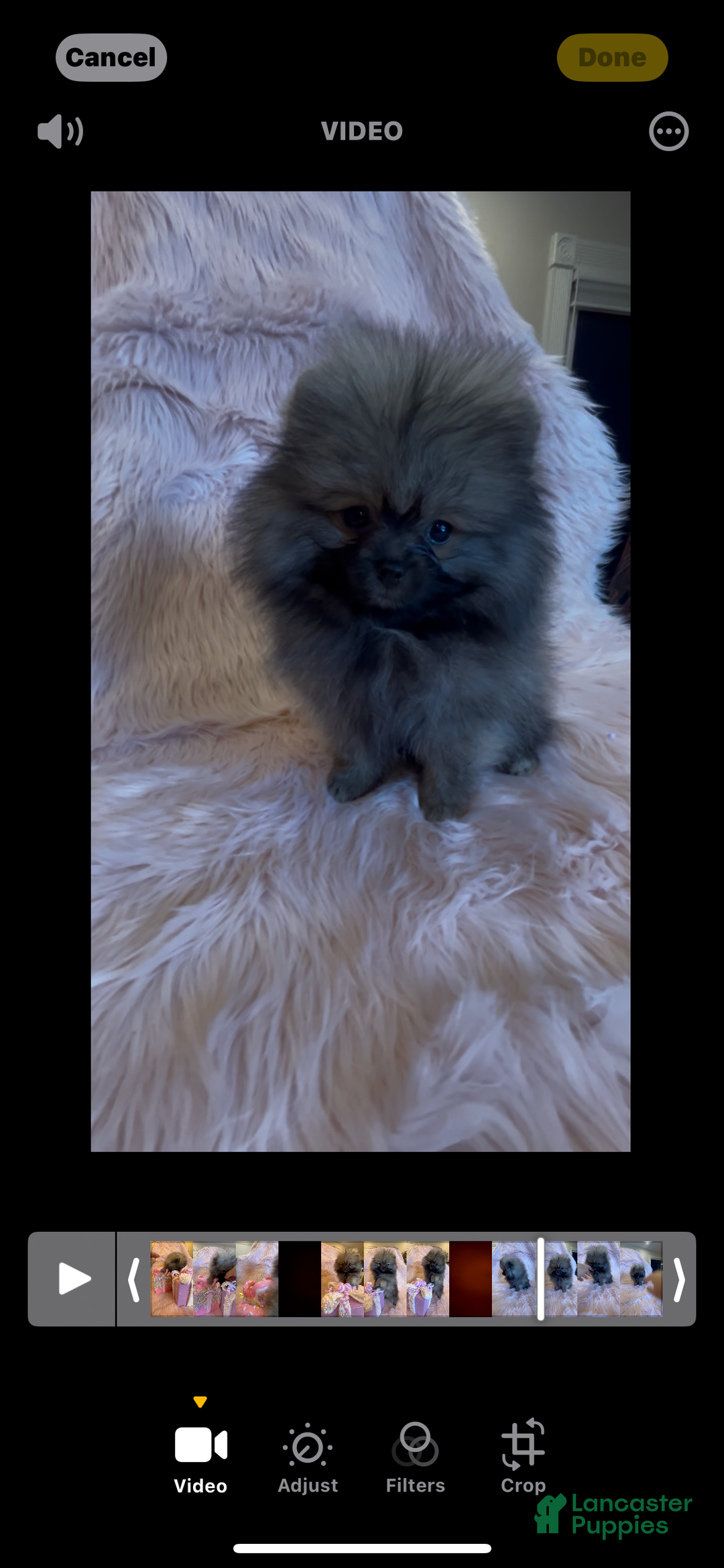 Pomeranian dogs for sale: Penny AKC Registered FULL RIGHTS - Ad 7