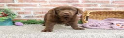 Labrador Retriever dogs for sale: Macy - Ad 3
