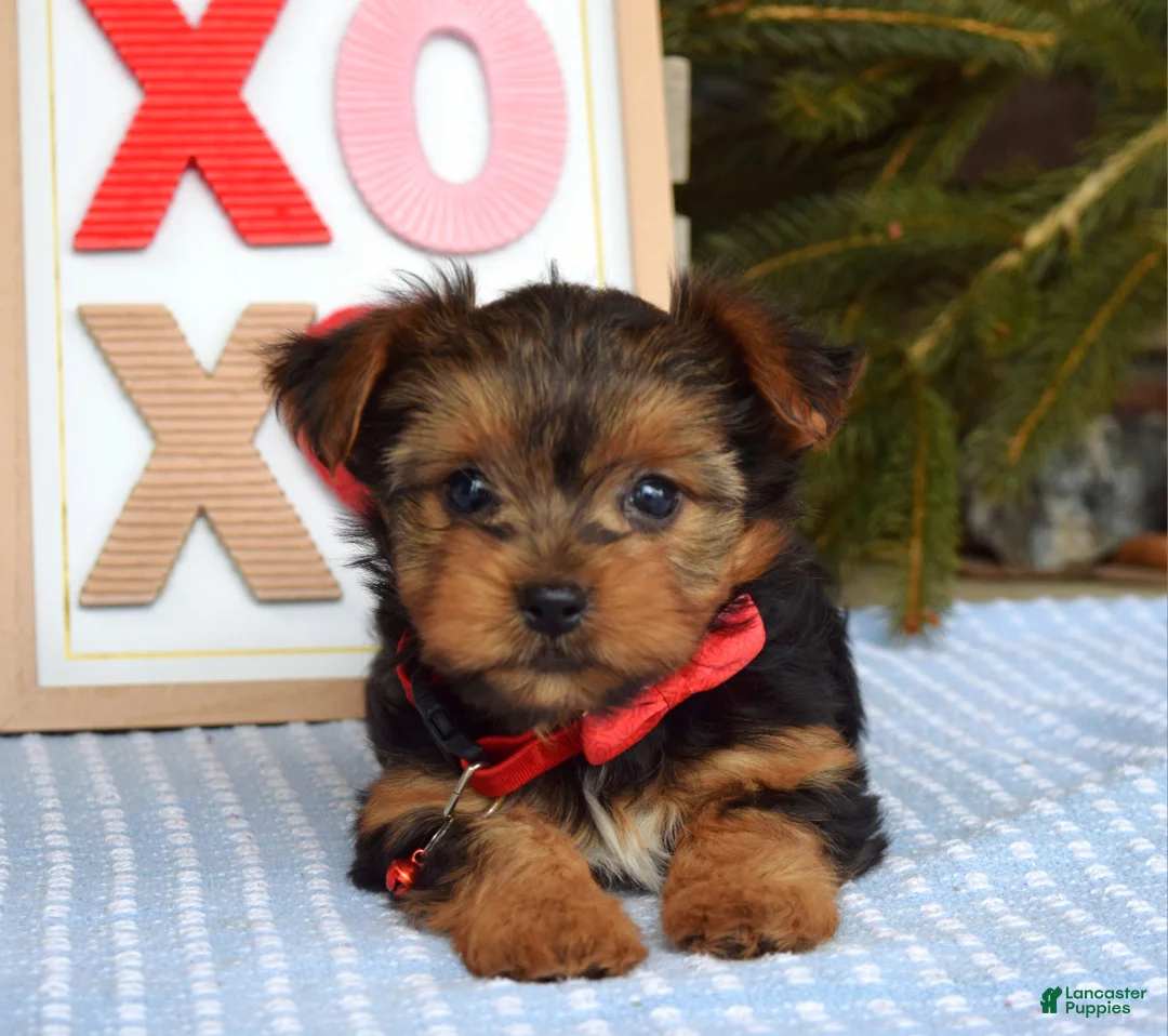 Yorkshire Terrier dogs for sale: Paisley  - Ad 6