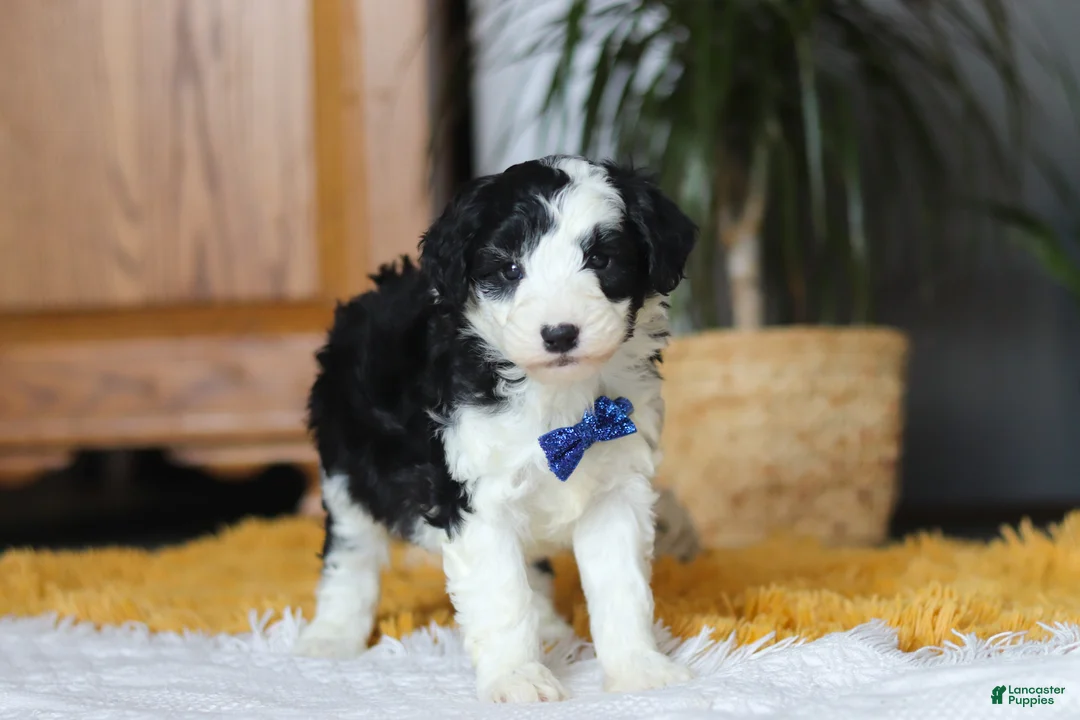 Sheepadoodle dogs for sale: Thumper - Ad 6