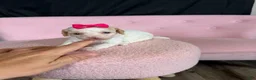 Miniature Poodle dogs for sale: Akc Clear 🧬 tested Chocolate Phantom Parti Girl  - Ad 4