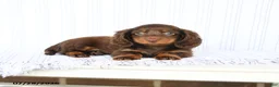 Miniature Dachshund dogs for sale: Blaine - Ad 3
