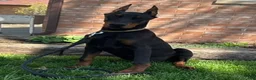 Doberman Pinscher dogs for sale: Vick - Ad 8