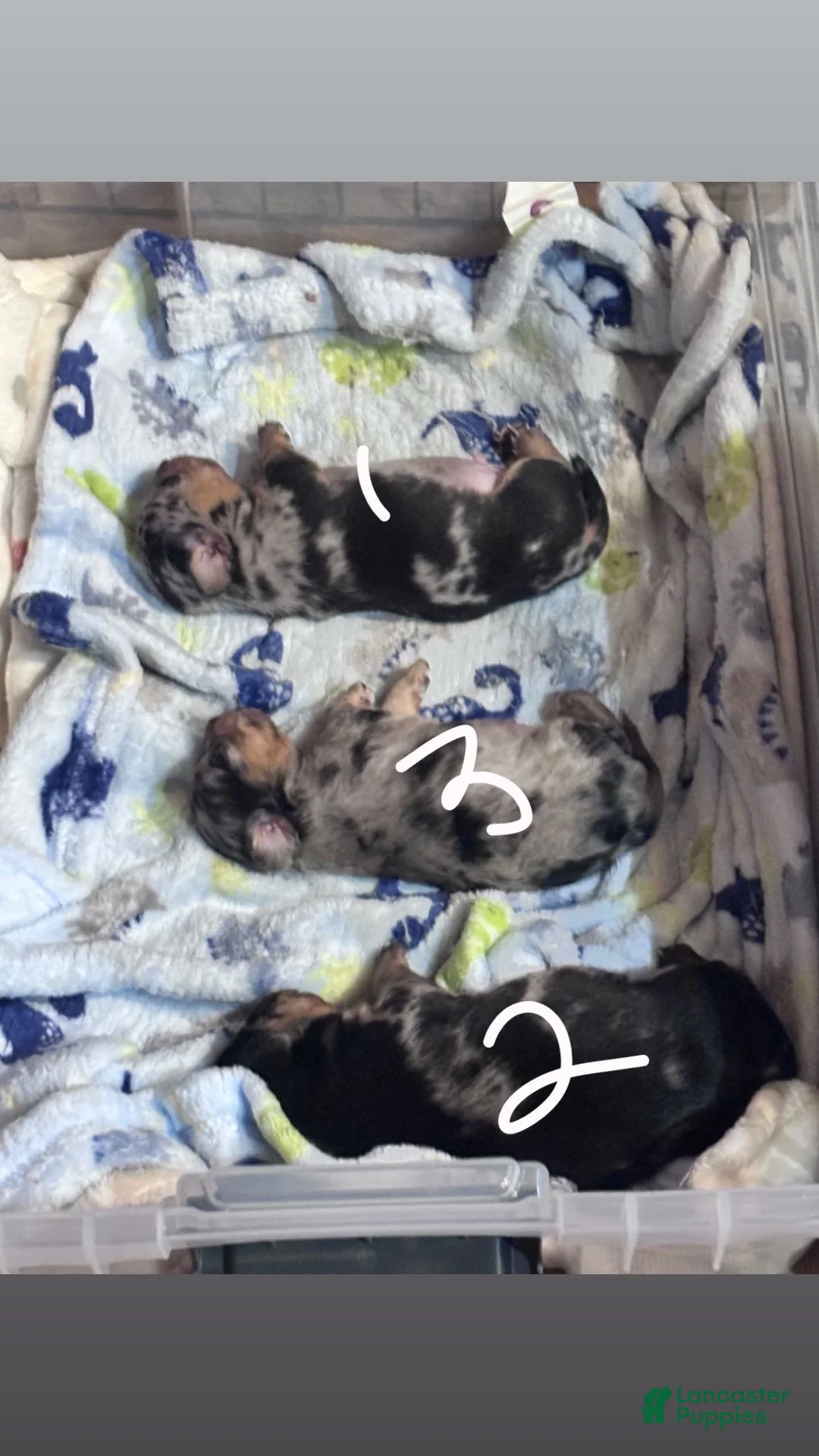 Chiweenie dogs for sale: Chiweenie Puppy 2 - Ad 4