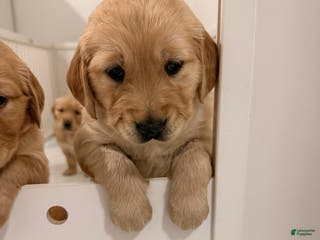 Golden Retriever dogs Golden Retriever Puppy 3 - Ad 16