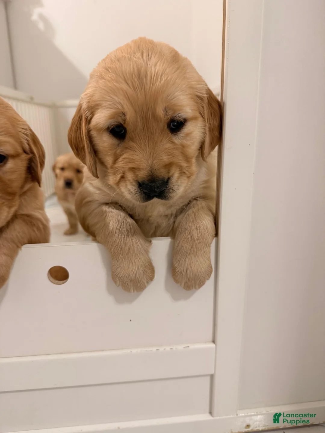 Golden Retriever dogs for sale: Golden Retriever Puppy 3 - Ad 1