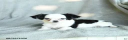 Chihuahua dogs for sale: Jigsy - Ad 3