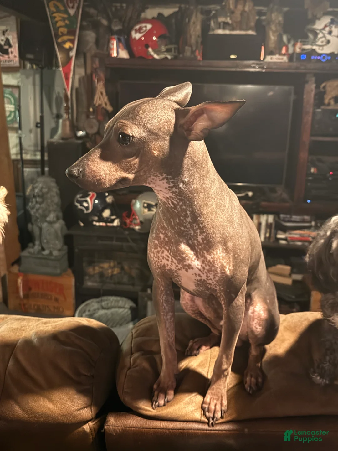 Rat Terrier dogs for sale: Rat Terrier 1 - Ad 6