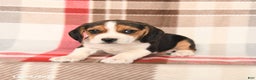 Beagle dogs for sale: Rex - Ad 2