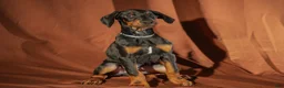 Doberman Pinscher dogs for sale: FULL AKC - Gray - Ad 7