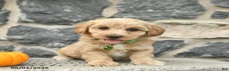 Maltipoo dogs for sale: Cedric  - Ad 3