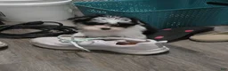 Morkie dogs for sale: Buddy - Ad 4